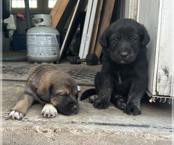 Medium Photo #15 Labrenees Puppy For Sale in BELTON, TX, USA