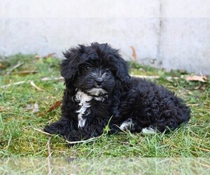 YorkiePoo Puppy for sale in CHILLICOTHE, MO, USA