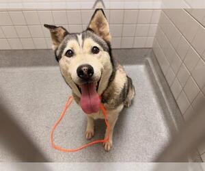 Siberian Husky Dogs for adoption in Orange, CA, USA