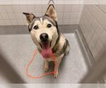 EIZA - Female Siberian Husky Dog for Adoption - Small photo