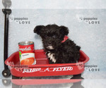 Small #6 Maltipoo