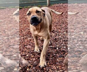 Mastador Dogs for adoption in Penngrove, CA, USA