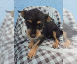 Chihuahua-Unknown Mix Dogs for adoption in Grafton, WI, USA