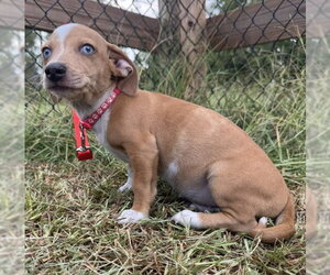 Chihuahua-Unknown Mix Dogs for adoption in Tarrytown, GA, USA