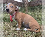 Small Chihuahua Mix