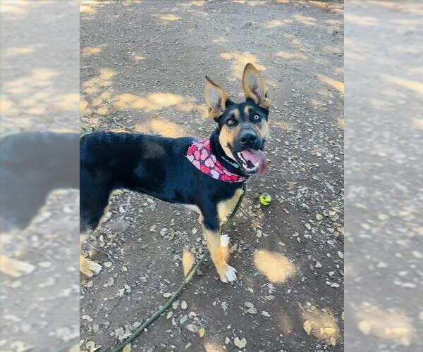 Medium Photo #1 German Shepherd Dog Puppy For Sale in Santa Barbara, CA, USA