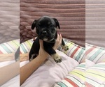 Puppy Rocky American Bully-French Bulldog Mix