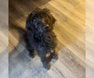 Poodle (Standard)-Unknown Mix Dogs for adoption in Grafton, WI, USA