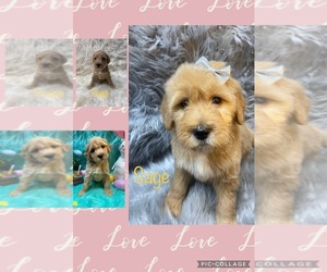 Goldendoodle Puppy for sale in FREDERICKTOWN, MO, USA