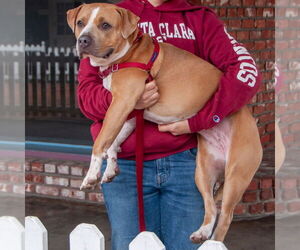 Nilla - Female American Pit Bull Terrier Dog for Adoption - Photo #4