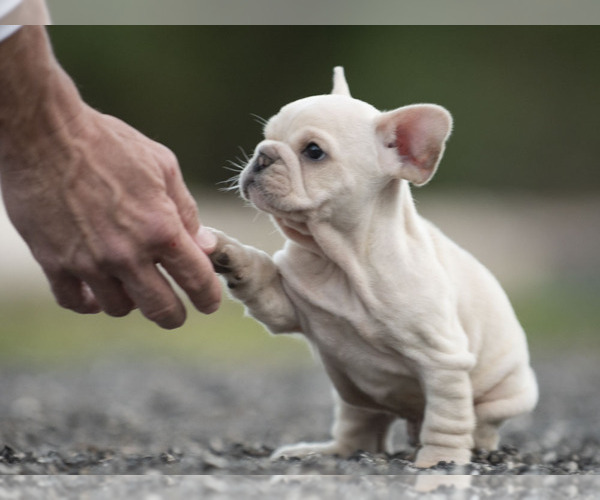 Medium Photo #7 French Bulldog Puppy For Sale in LOX, FL, USA