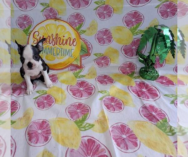 Medium Photo #1 Boston Terrier Puppy For Sale in COLLINS, GA, USA