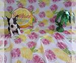 Puppy 4 Boston Terrier
