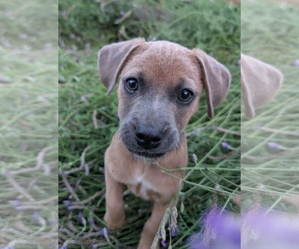 Medium Photo #2 Mutt Puppy For Sale in Davis, CA, USA