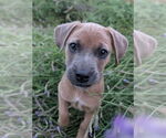 Small #1 Mutt