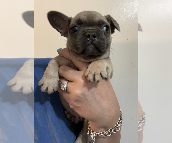 Medium Photo #3 French Bulldog Puppy For Sale in JAMESTOWN, TN, USA