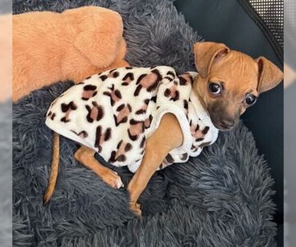 Medium Photo #1 Dachshund Puppy For Sale in Fremont, CA, USA