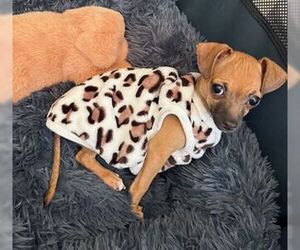 Dachshund Dogs for adoption in Fremont, CA, USA
