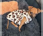 Small Dachshund
