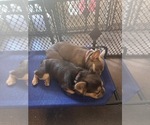 Small #3 French Bulldog