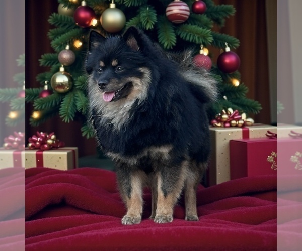 Medium Photo #1 Pomeranian Puppy For Sale in JOLIET, IL, USA