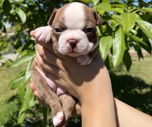 Boston Terrier Puppy for Sale in CLAREMONT, California USA