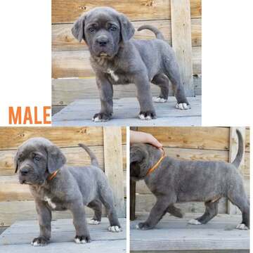 Medium Photo #1 Cane Corso Puppy For Sale in OLNEY SPRINGS, CO, USA
