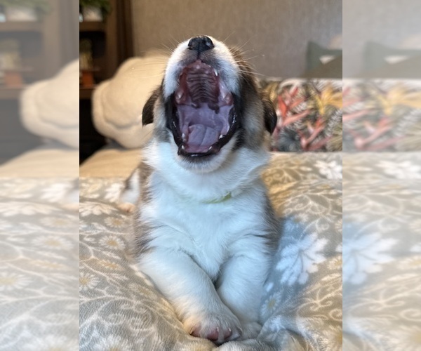 Medium Photo #23 Pembroke Welsh Corgi Puppy For Sale in GRAND RAPIDS, MI, USA