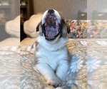 Small #22 Pembroke Welsh Corgi