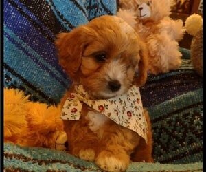 Cavachon-Cavapoo Mix Puppy for sale in FREWSBURG, NY, USA