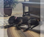 Small #29 American Pit Bull Terrier Mix