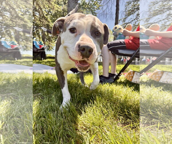 Medium Photo #7 Mutt Puppy For Sale in Clarkston, MI, USA