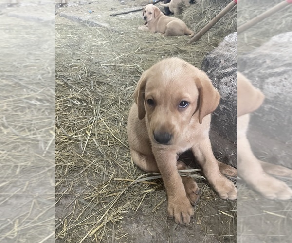 Medium Photo #2 Labrador Retriever Puppy For Sale in FOX LAKE, WI, USA