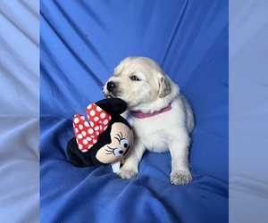 Golden Labrador Puppy for sale in LIVE OAK, FL, USA