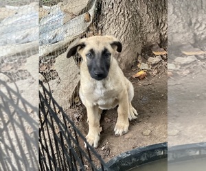 Dutch Shepherd Dog Puppy for sale in GEORGETOWN, TN, USA