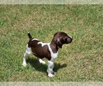 Small Photo #12 German Shorthaired Pointer Puppy For Sale in CELINA, TX, USA