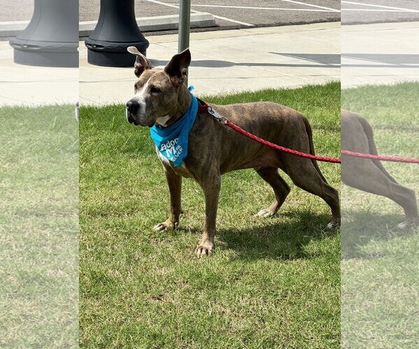 Medium Photo #8 American Pit Bull Terrier-Great Dane Mix Puppy For Sale in Munford, TN, USA