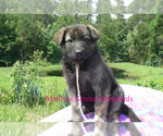 Small #3 German Shepherd Dog