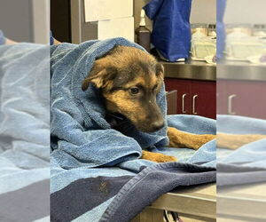 German Shepherd Dog Dogs for adoption in Downey, CA, USA