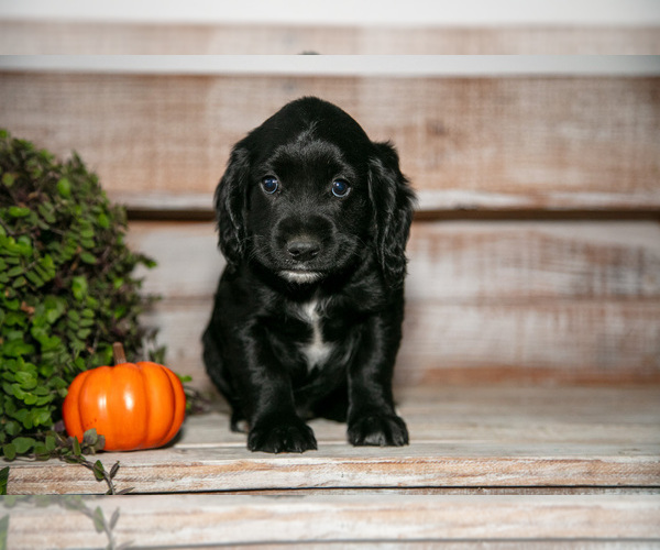 Medium Photo #2 Cocker Spaniel Puppy For Sale in SHREVE, OH, USA