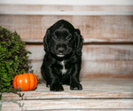 Small #1 Cocker Spaniel