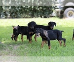 Small Photo #16 Doberman Pinscher Puppy For Sale in BEAUMONT, TX, USA