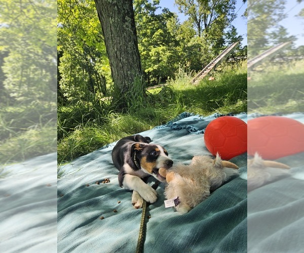 Medium Photo #7 Border Collie-English Shepherd Mix Puppy For Sale in CARROLLTON, OH, USA