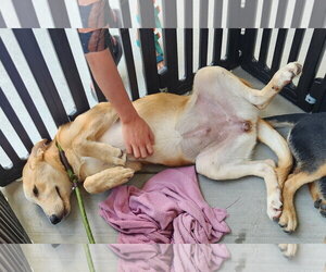 Blondie - Female Labrador Retriever-Unknown Mix Dog for Adoption - Photo #4