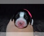 Small Photo #29 English Springer Spaniel Puppy For Sale in LITCHFIELD, MN, USA