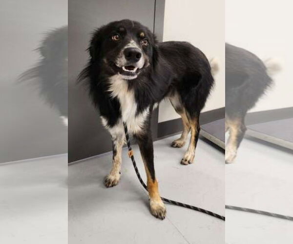 Medium Photo #2 Border-Aussie Puppy For Sale in Valrico, FL, USA