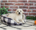 Small #5 Labrador Retriever
