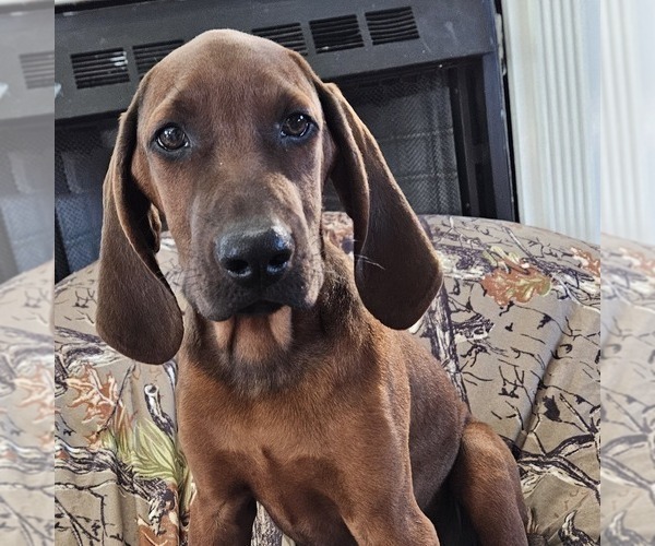Medium Photo #2 Redbone Coonhound Puppy For Sale in DENVER, PA, USA