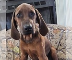 Small #1 Redbone Coonhound