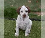 Small #2 Dalmatian-Labrador Retriever Mix